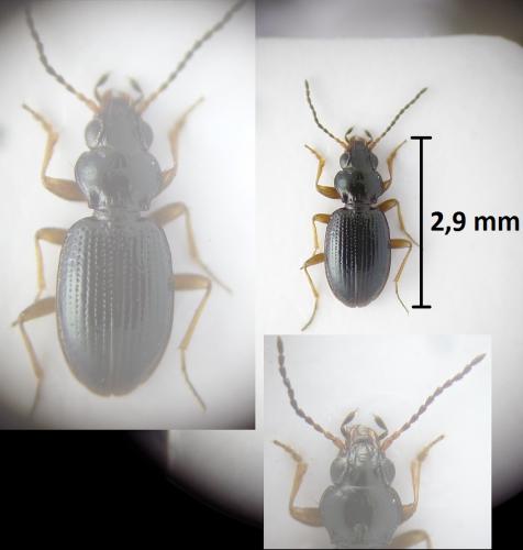 Bembidion gilvipes